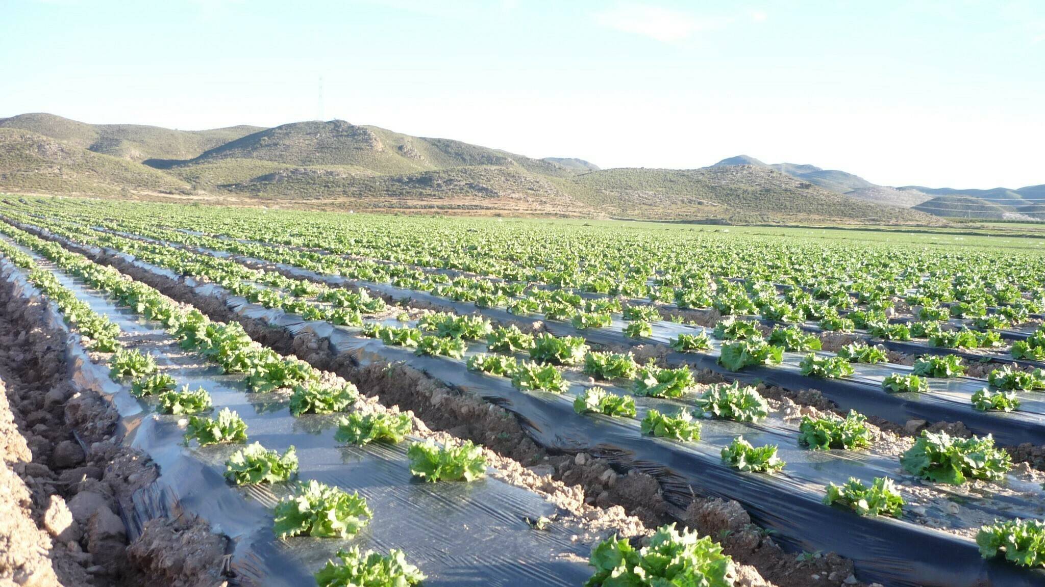 Biodegradable-mulch-film_BASF (2)